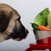 Frutas que pueden comer los Perros