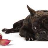 Frutas y Verduras no aptas para Perros