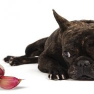 Frutas y Verduras no aptas para Perros