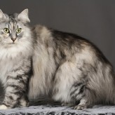Cuidados del Gato Bosques de Noruega