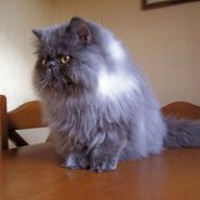 Gato Persa Azul