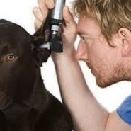 Infecciones de oído en perros