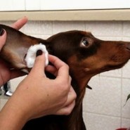 Infecciones de oído en perros