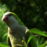 La Cotorra Argentina como Mascota