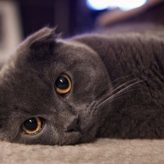 La raza de Gato Foldex