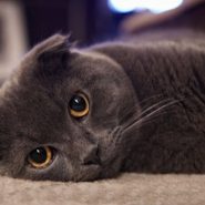 La raza de Gato Foldex
