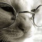 Los gatos y la vejez