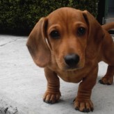 Los perros Salchicha