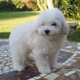 Perros Caniche Toy