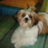 Perros para apartamentos