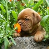 Plantas Medicinales para Perros