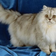 Síntomas de enfermedades en gatos