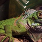 Alimentación de Iguanas