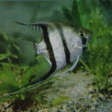 Alimentación de Peces