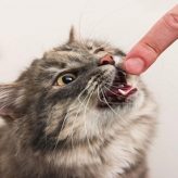Cómo controlar la agresividad del Gato