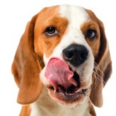 Cómo evitar que tu perro coma Excrementos