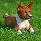 Comportamiento de la raza de perro Basenji
