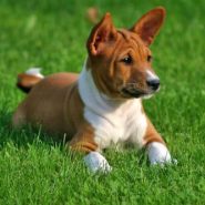 Comportamiento de la raza de perro Basenji