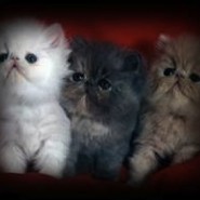 Cuidados de un gato cachorro
