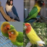 Cuidados del Agapornis