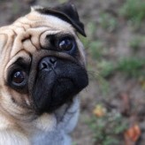 Cuidados del Perro Carlino