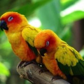 Cuidados importantes para Pájaros