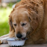 Dieta de los perros