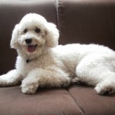 El French Poodle