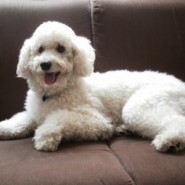 El French Poodle
