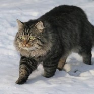 El Gato Alemán de pelo largo