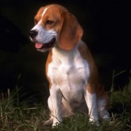 El perro Beagle salud y cuidados