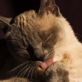 Enfermedad del hígado en gatos