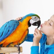 Errores en el cuidado de las Aves