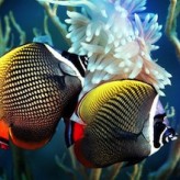 Instalar tu primer Acuario