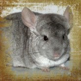 Las Chinchillas y su pelaje