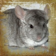 Las Chinchillas y su pelaje