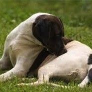 Las pulgas y las enfermedades en mascotas