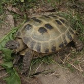Las tortugas y su salud