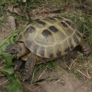 Las tortugas y su salud