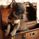Los Chihuahuas y su Popularidad