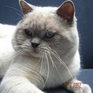 Los gatos Siamés y su carácter