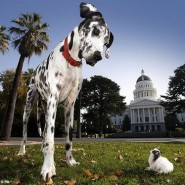 Los perros y sus curiosidades
