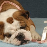 Perros con sobrepeso alimentación