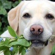 Plantas tóxicas para Mascotas