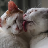 Qué elegir un gato o una gata