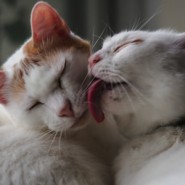 Qué elegir un gato o una gata