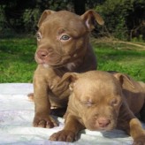 Salud y Cuidados de los Pitbull
