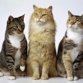 Signos de la edad en el Gato
