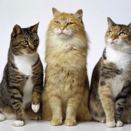 Signos de la edad en el Gato