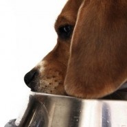 Suplementos alimenticios para mascotas